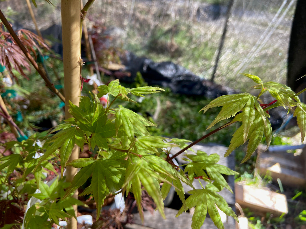 Acer palmatum 'Oto hime'