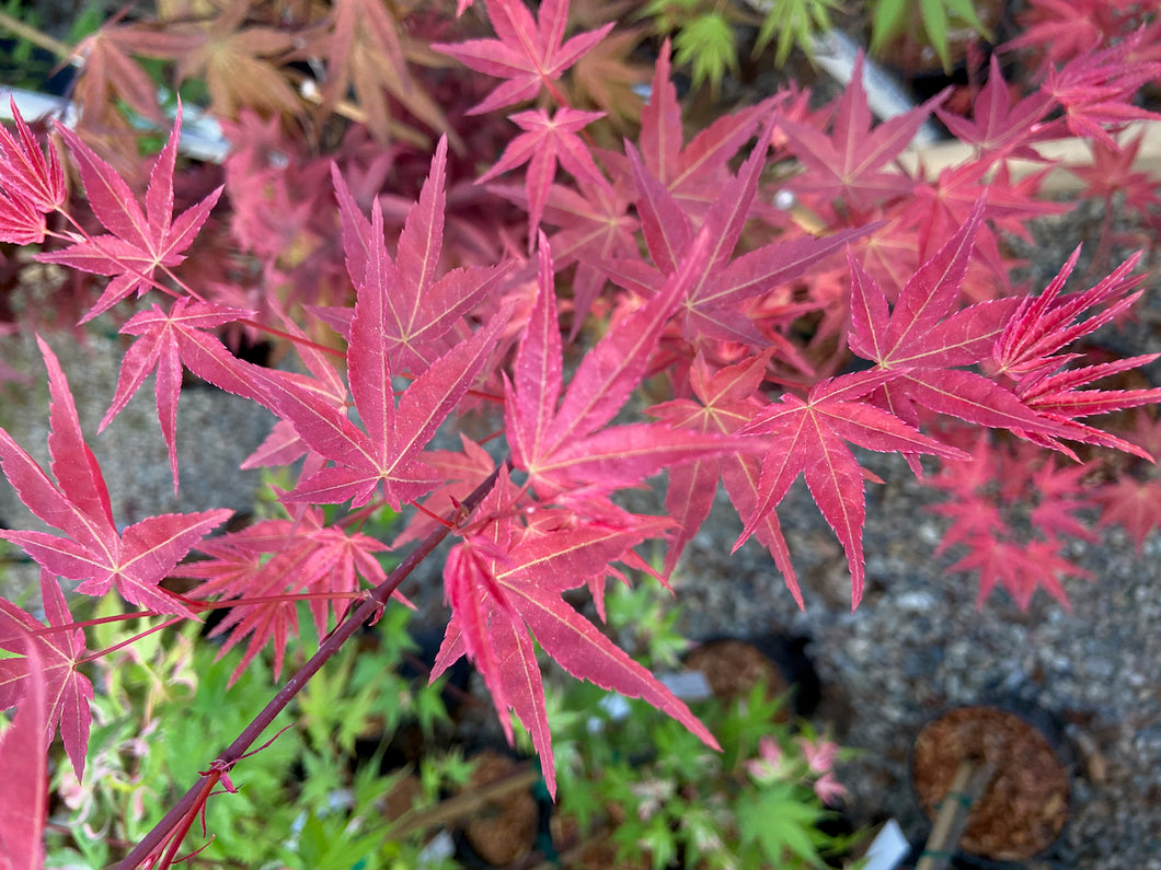 Acer palmatum 'Otome zakura'