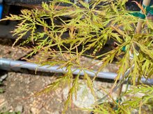 Load image into Gallery viewer, Acer palmatum dissectum &#39;Otto&#39;s Dissectum&#39;
