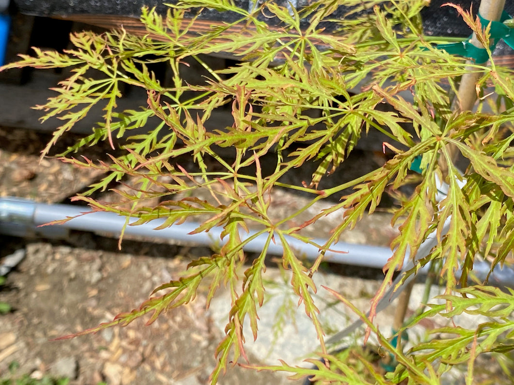 Acer palmatum dissectum 'Otto's Dissectum'