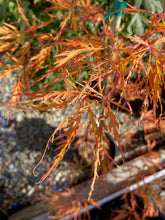 Load image into Gallery viewer, Acer palmatum dissectum &#39;Otto&#39;s Dissectum&#39;
