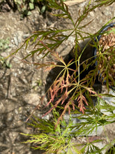 Load image into Gallery viewer, Acer palmatum dissectum &#39;Otto&#39;s Dissectum&#39;
