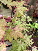 Load image into Gallery viewer, Acer palmatum &#39;Pastel&#39;
