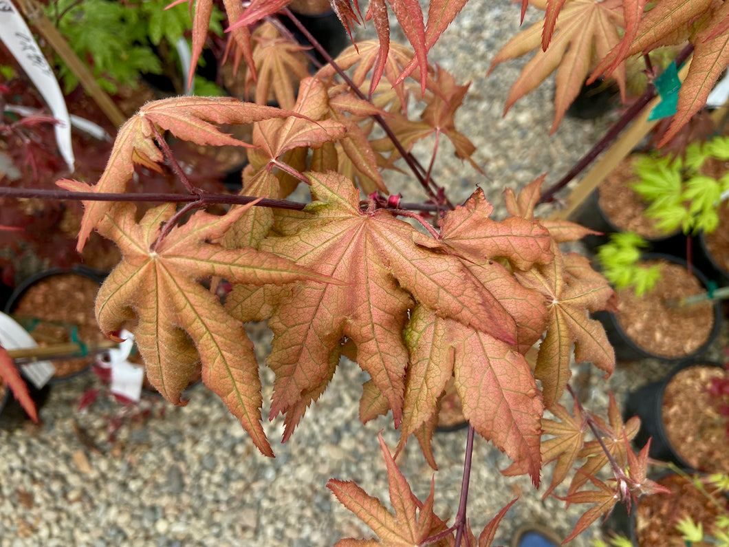 Acer palmatum 'Pastel'