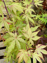 Load image into Gallery viewer, Acer palmatum &#39;Pastel&#39;
