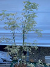 Load image into Gallery viewer, Acer palmatum &#39;Peve Multicolor&#39;
