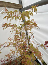 Load image into Gallery viewer, Acer palmatum &#39;Peve Multicolor&#39;
