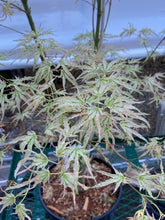 Load image into Gallery viewer, Acer palmatum &#39;Peve Multicolor&#39;
