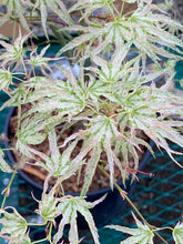 Load image into Gallery viewer, Acer palmatum &#39;Peve Multicolor&#39;
