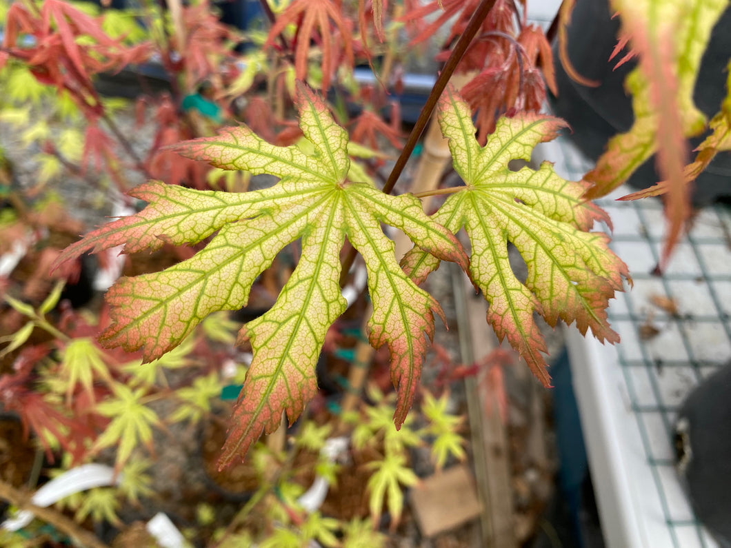 Acer palmatum 'Phantom Flame'