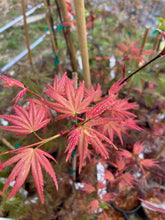 Load image into Gallery viewer, Acer palmatum &#39;Phoenix&#39;
