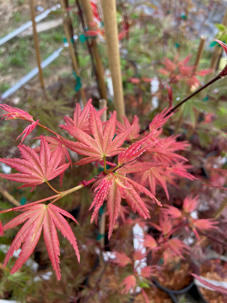 Acer palmatum 'Phoenix'