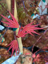 Load image into Gallery viewer, Acer palmatum &#39;Phoenix&#39;
