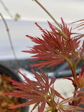 Load image into Gallery viewer, Acer palmatum dissectum &#39;Pink Filigree&#39;
