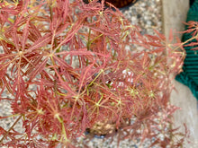 Load image into Gallery viewer, Acer palmatum dissectum &#39;Pink Filigree&#39;
