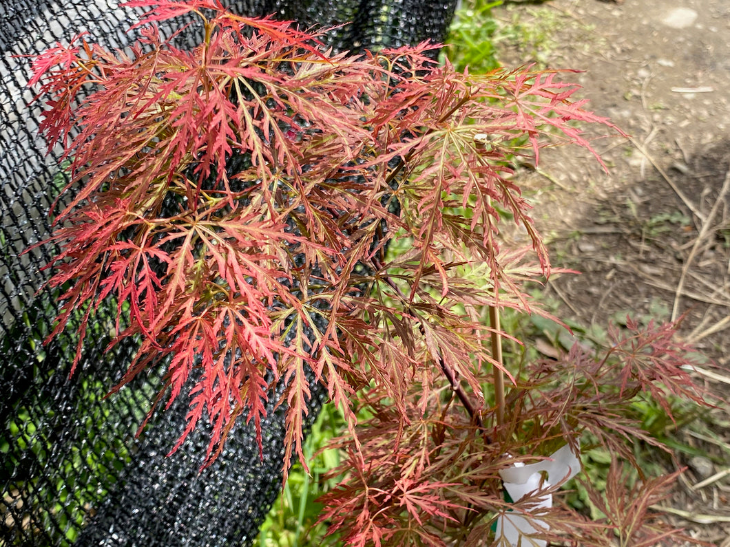 Acer palmatum dissectum 'Pink Filigree'