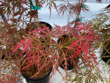 Load image into Gallery viewer, Acer palmatum dissectum &#39;Pink Filigree&#39;
