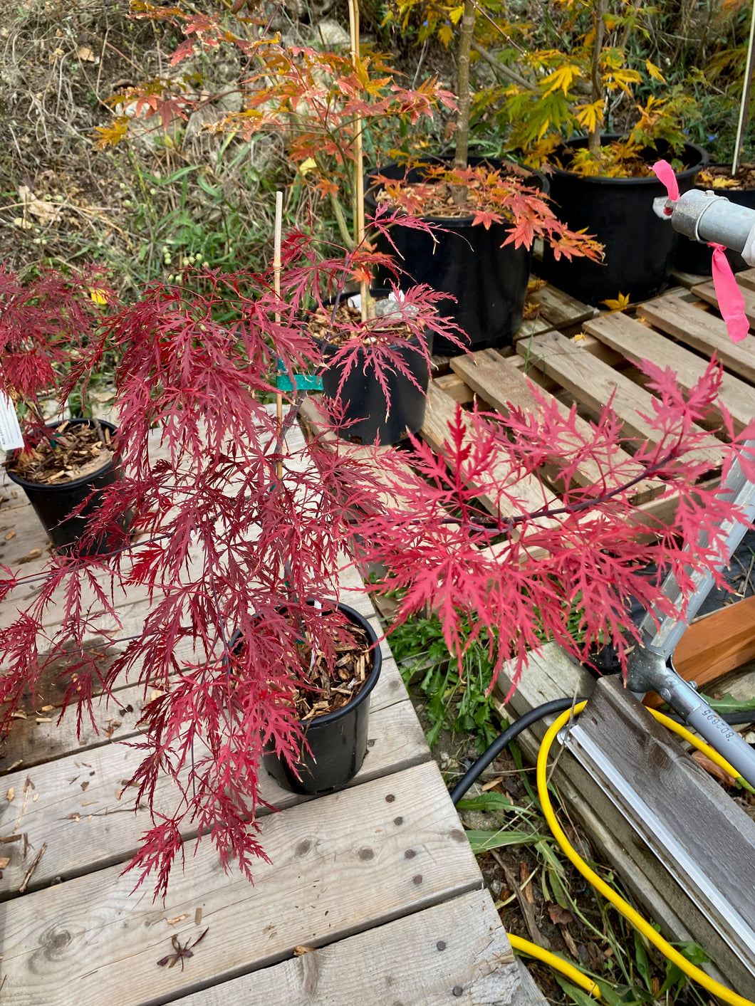 Acer palmatum dissectum 'Pink Filigree'