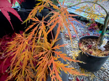 Load image into Gallery viewer, Acer palmatum dissectum &#39;Pink Lace&#39;
