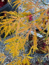 Load image into Gallery viewer, Acer palmatum dissectum &#39;Pink Lace&#39;
