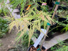 Load image into Gallery viewer, Acer palmatum dissectum &#39;Pink Lace&#39;
