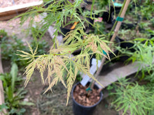 Load image into Gallery viewer, Acer palmatum dissectum &#39;Pink Lace&#39;
