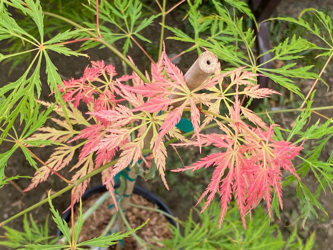 Acer palmatum dissectum 'Pink Lace'