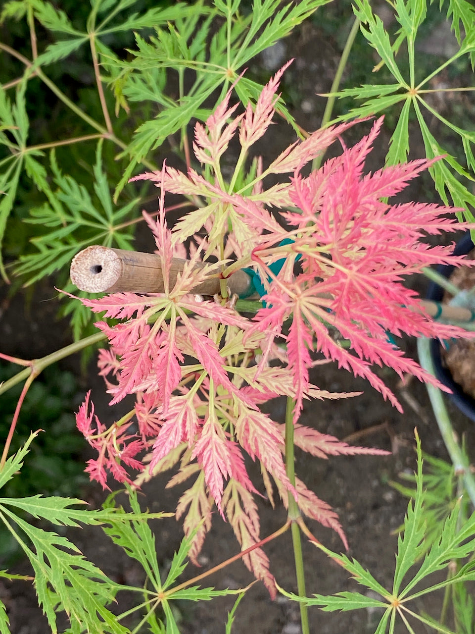 Acer palmatum dissectum 'Pink Lace'