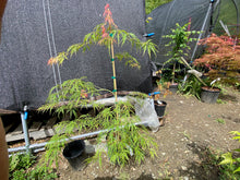 Load image into Gallery viewer, Acer palmatum dissectum &#39;Pink Lace&#39;
