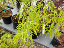 Load image into Gallery viewer, Acer palmatum dissectum &#39;Pink Lace&#39;
