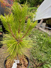 Load image into Gallery viewer, Pinus thunbergii &#39;Yatsubusa&#39;
