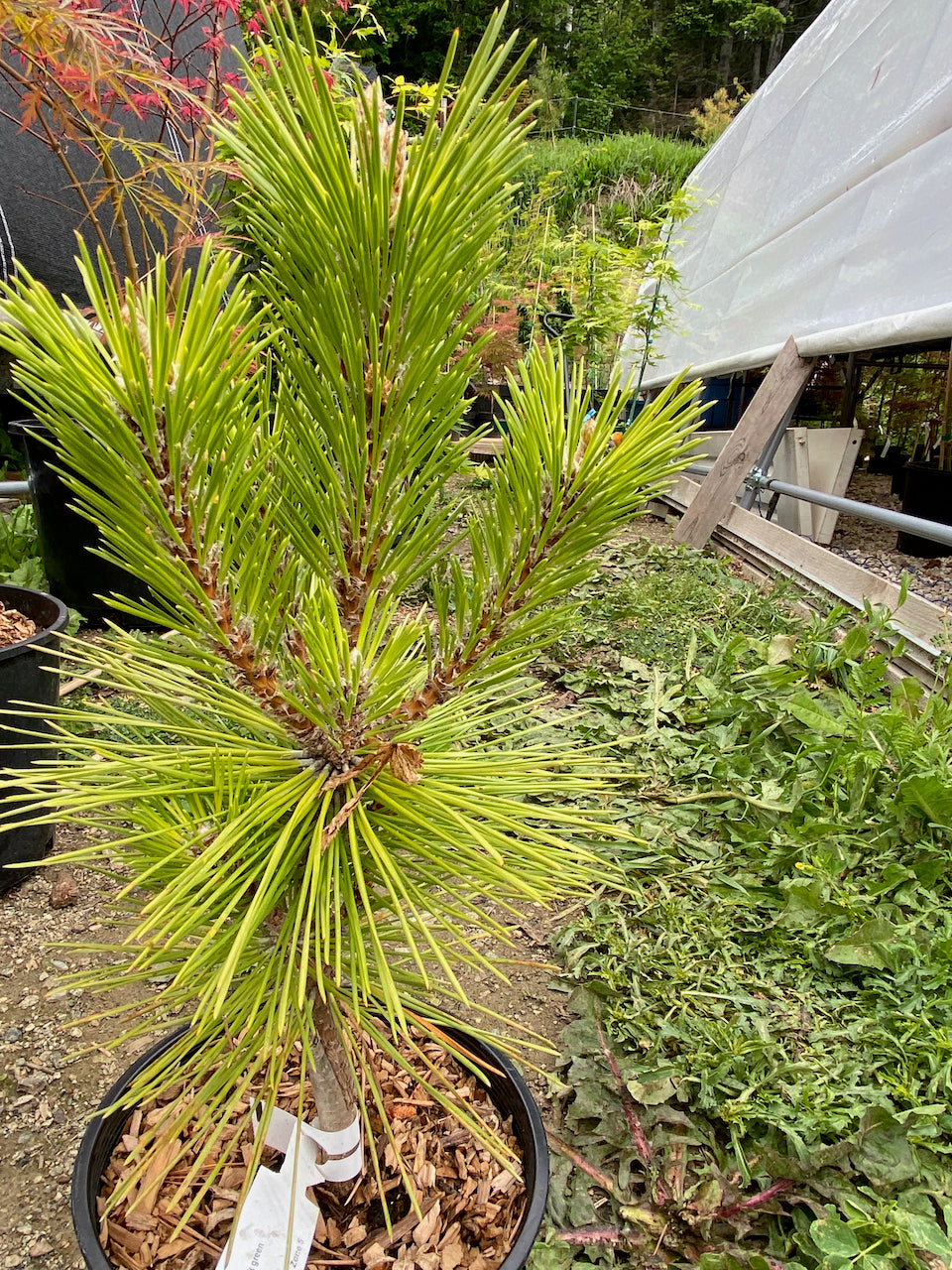 Pinus thunbergii 'Yatsubusa'