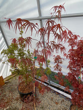Load image into Gallery viewer, Acer palmatum &#39;Pung kil&#39;
