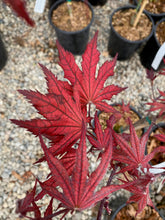 Load image into Gallery viewer, Acer palmatum &#39;Purple Ghost&#39;
