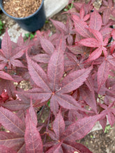 Load image into Gallery viewer, Acer palmatum &#39;Rhode Island Red&#39;
