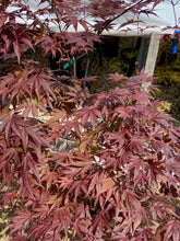 Load image into Gallery viewer, Acer palmatum &#39;Rhode Island Red&#39;
