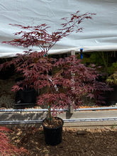 Load image into Gallery viewer, Acer palmatum &#39;Rhode Island Red&#39;
