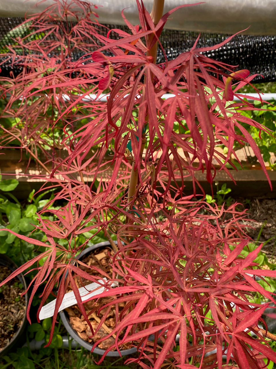 Acer palmatum 'Red Cloud'