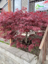 Load image into Gallery viewer, Acer palmatum dissectum &#39;Red Dragon&#39;
