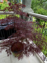 Load image into Gallery viewer, Acer palmatum dissectum &#39;Red Dragon&#39;
