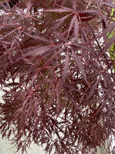 Load image into Gallery viewer, Acer palmatum dissectum &#39;Red Dragon&#39;
