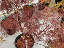 Load image into Gallery viewer, Acer palmatum dissectum &#39;Red Filigree Lace&#39;
