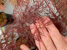 Load image into Gallery viewer, Acer palmatum dissectum &#39;Red Filigree Lace&#39;

