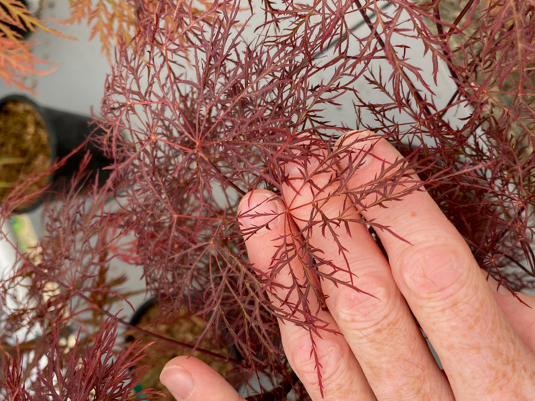 Acer palmatum dissectum 'Red Filigree Lace'