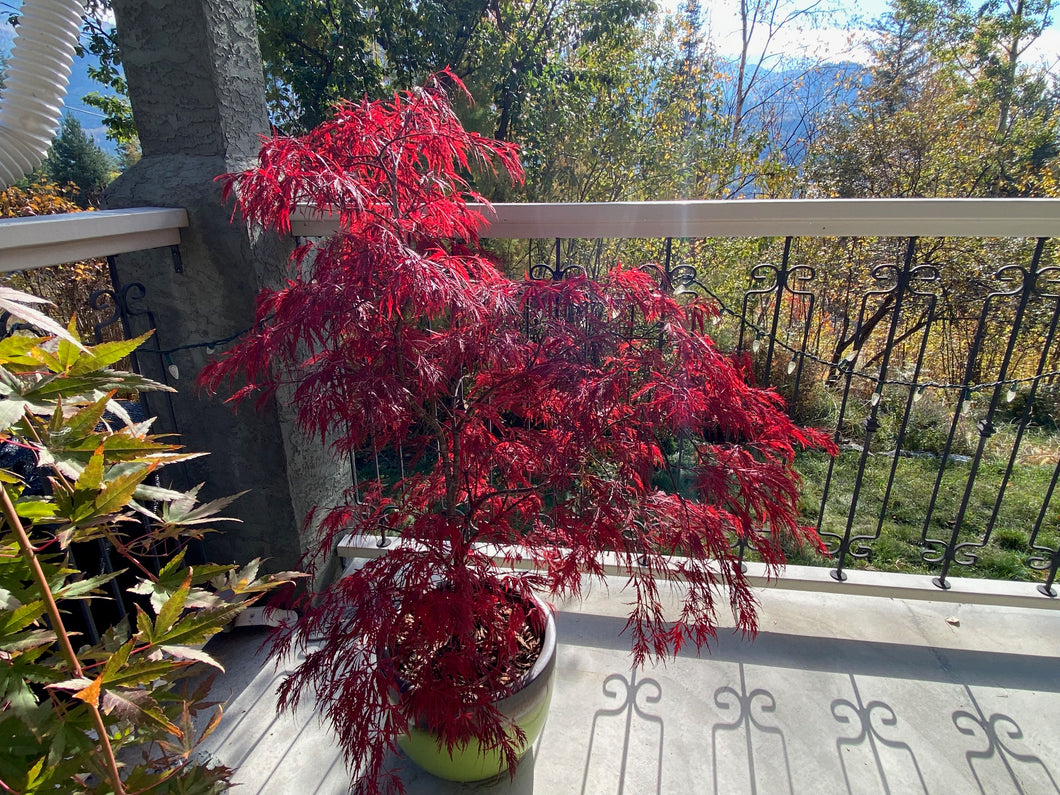 Acer palmatum dissectum 'Red Dragon'