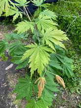 Load image into Gallery viewer, Acer japonicum &#39; Rising Sun&#39;
