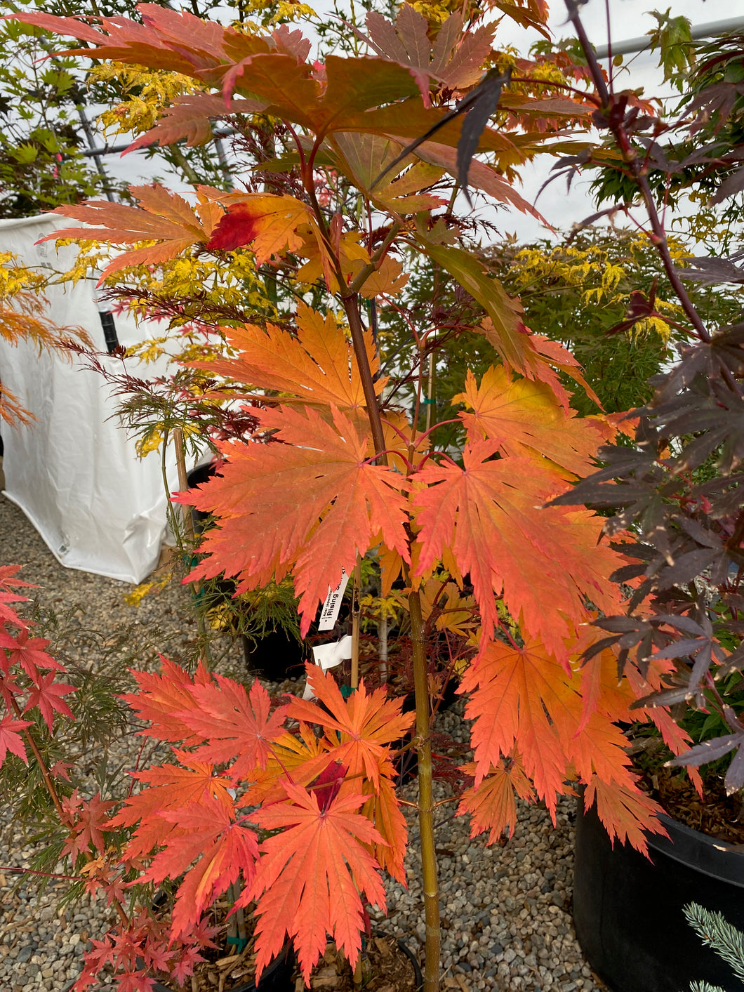 Acer japonicum ' Rising Sun'