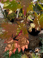 Load image into Gallery viewer, Acer japonicum &#39; Rising Sun&#39;
