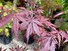 Load image into Gallery viewer, Acer palmatum &#39;Rite of Spring&#39;
