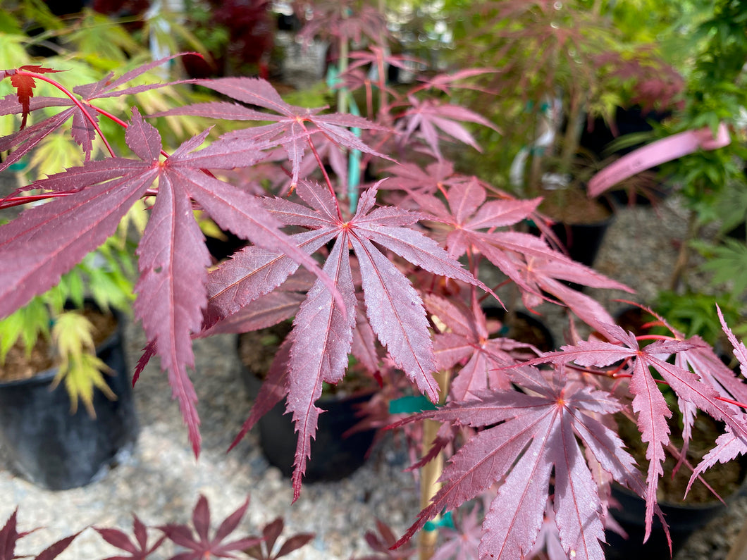 Acer palmatum 'Rite of Spring'